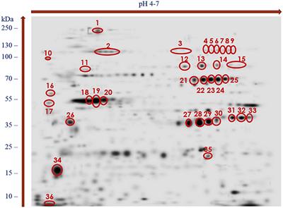 Immunoproteomics and Surfaceomics of the Adult Tapeworm Hymenolepis diminuta